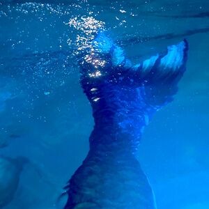 Meet your Posher, Jewel 🩵✨